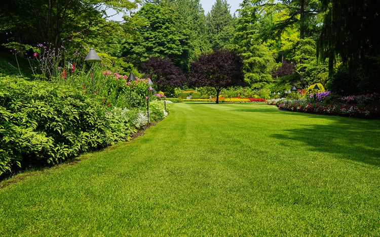 Cuidados del Jardín